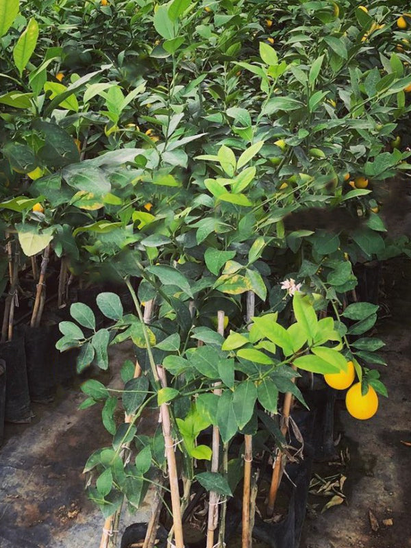 Yediveren Limon Fidanı