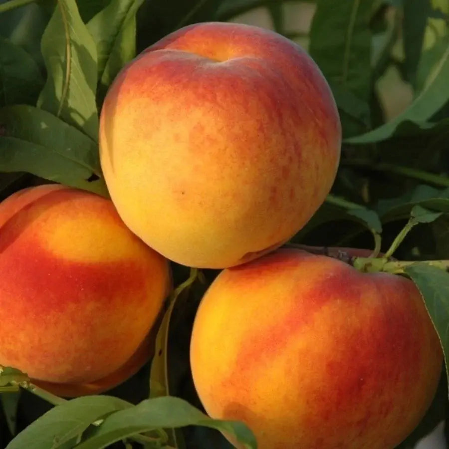 Şeftali (Bursa Yarma) Fidanı