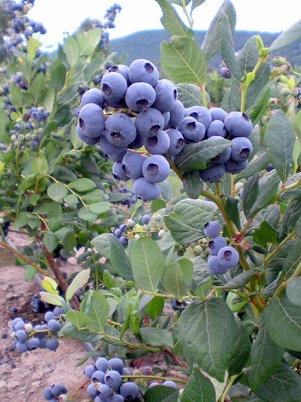 Yaban Mersini Fidanı - 3 Yaş