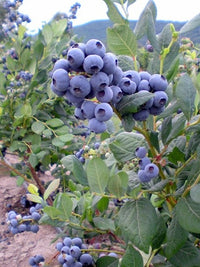 Yaban Mersini Fidanı - 3 Yaş