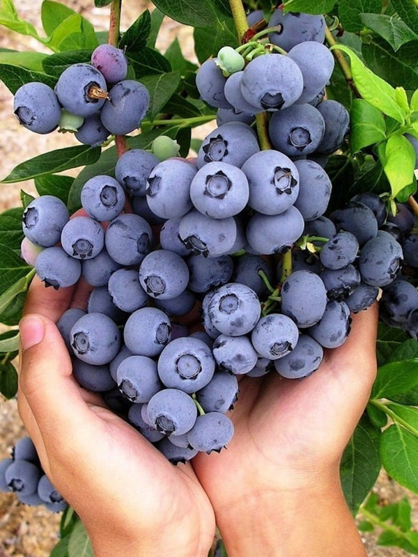 Yaban Mersini Fidanı - 3 Yaş