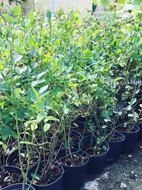 Yaban Mersini Fidanı - 3 Yaş