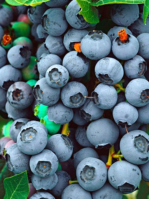 Yaban Mersini Fidanı - 3 Yaş