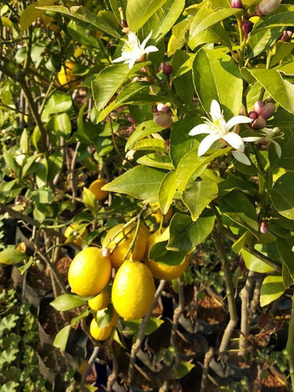 Yediveren Limon Fidanı