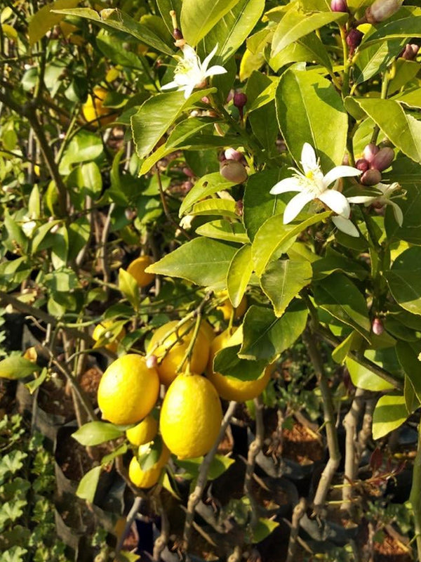 Yediveren Limon Fidanı