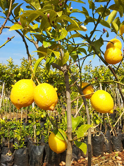 Yediveren Limon Fidanı