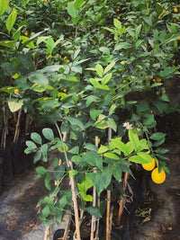 Yediveren Limon Fidanı