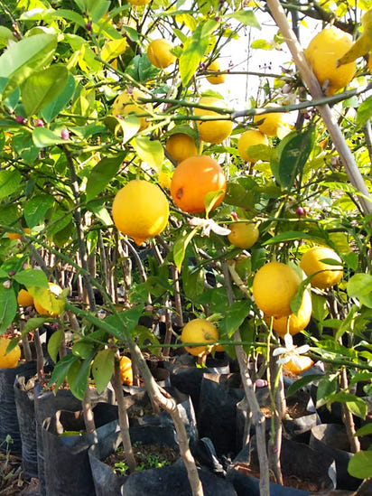 Yediveren Limon Fidanı