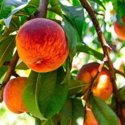 Şeftali (Bursa Yarma) Fidanı