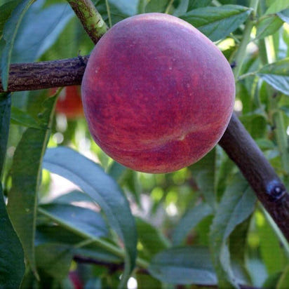 Şeftali (Elegant Lady) Fidanı