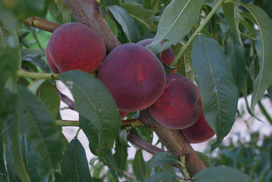 Şeftali (Elegant Lady) Fidanı
