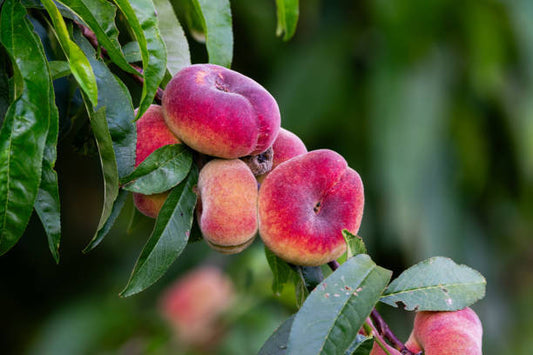 Şeftali (Yassı) Fidanı